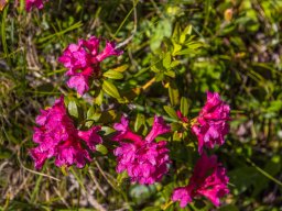 Grossglocknergebiet - Blumen